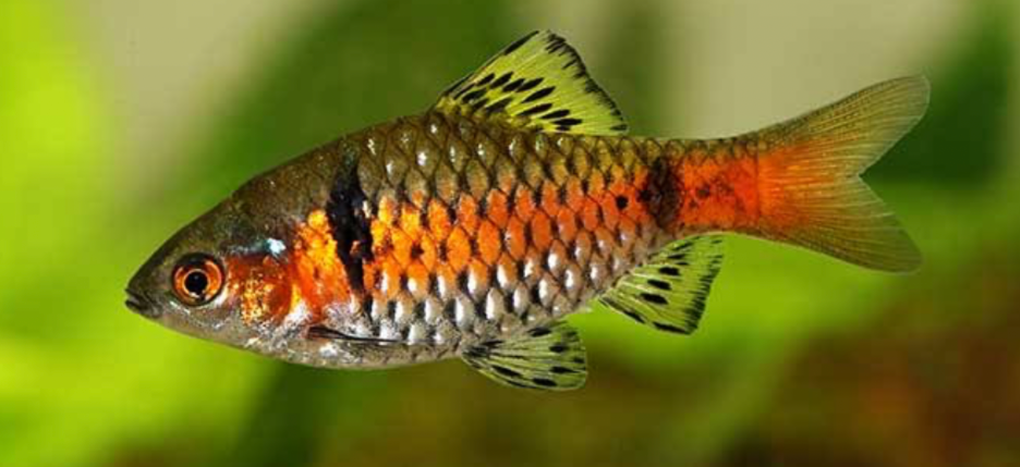 Barb