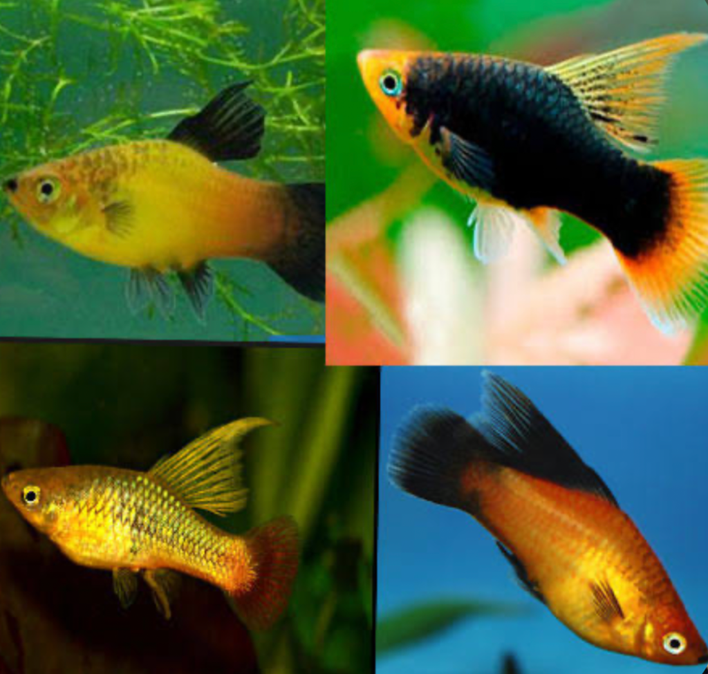 Collage of Hi-fin Platy