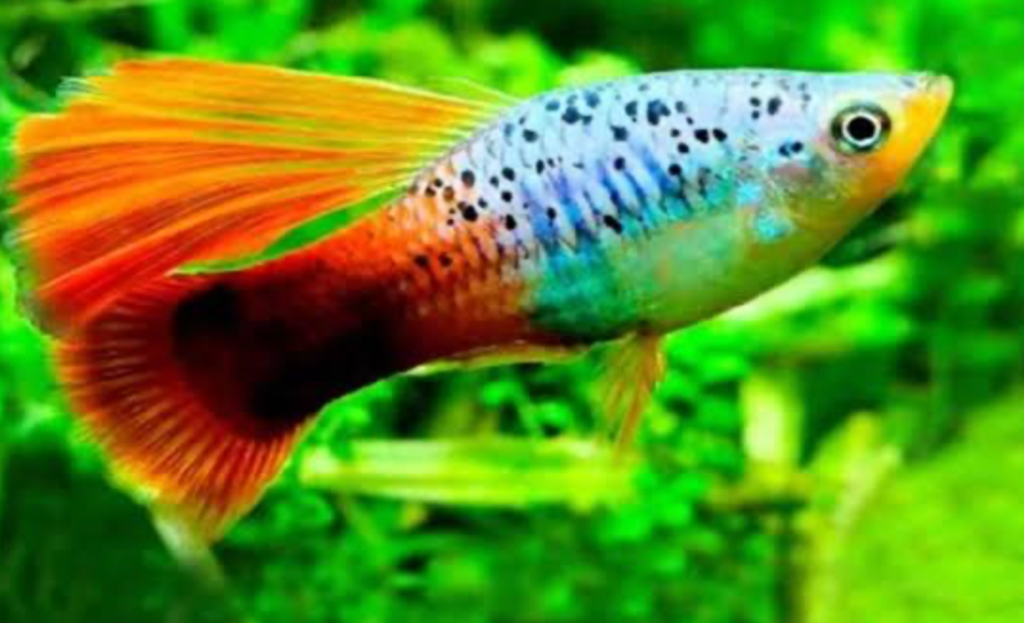Hi-fin Platy fish