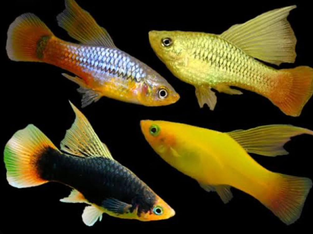 Hi-fin Platy fish