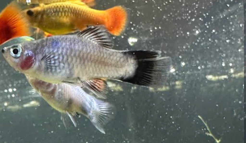 Sick Platy fish.