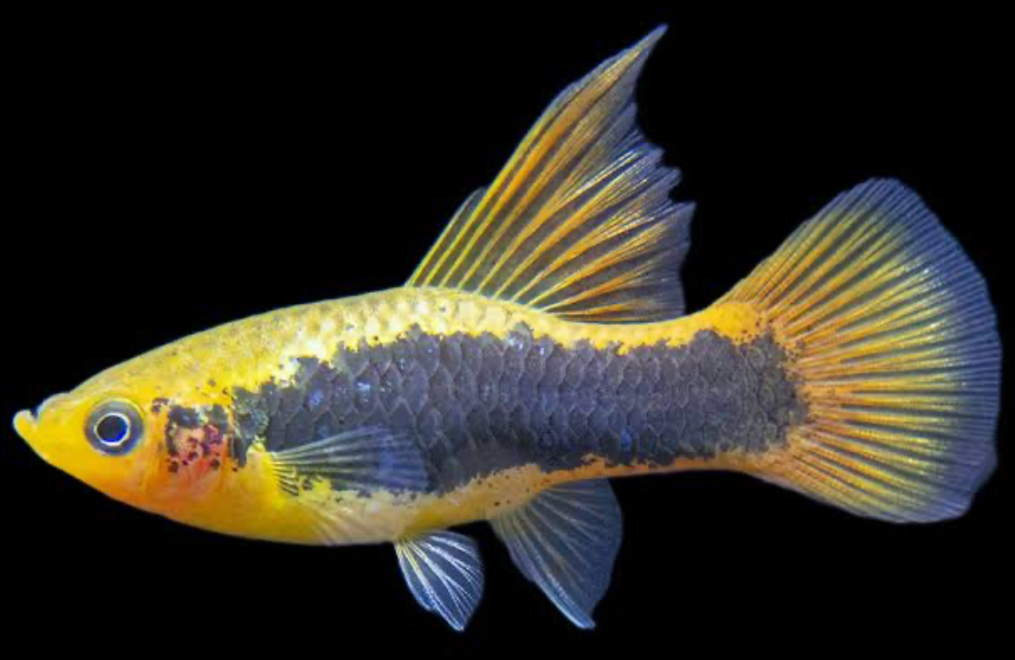 Hi-fin Platy fish