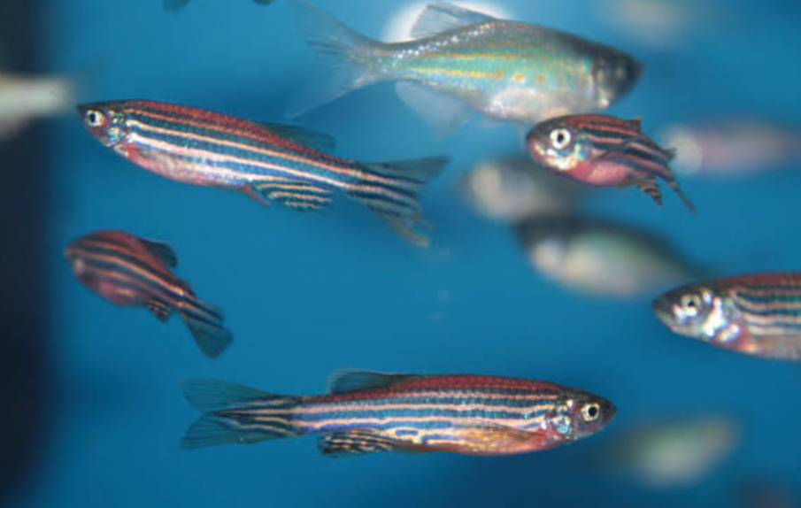 Zebra Danios