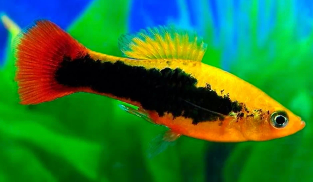 Variatus Platy fish in a planted tank.