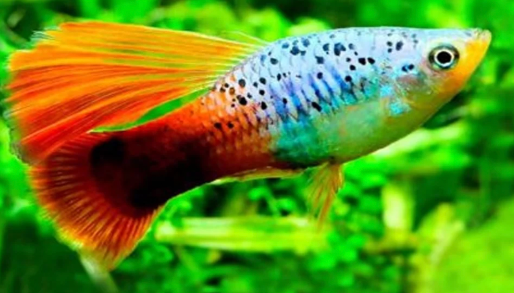 Redtail Blue Variatus Platy