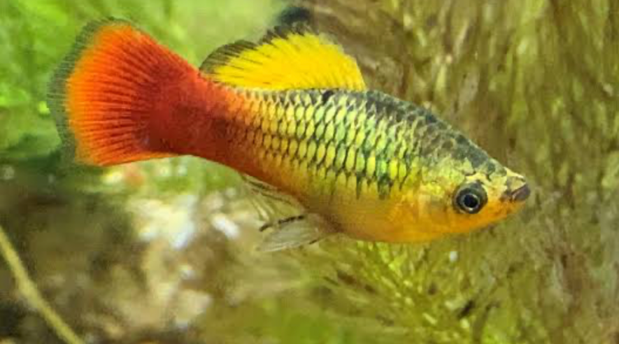 A happy and healthy Variatus Platy fish in a planted tank.