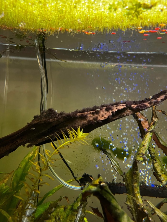 dense hairy patches of black beard algae overtaking a piece of driftwood in a dirty aquarium