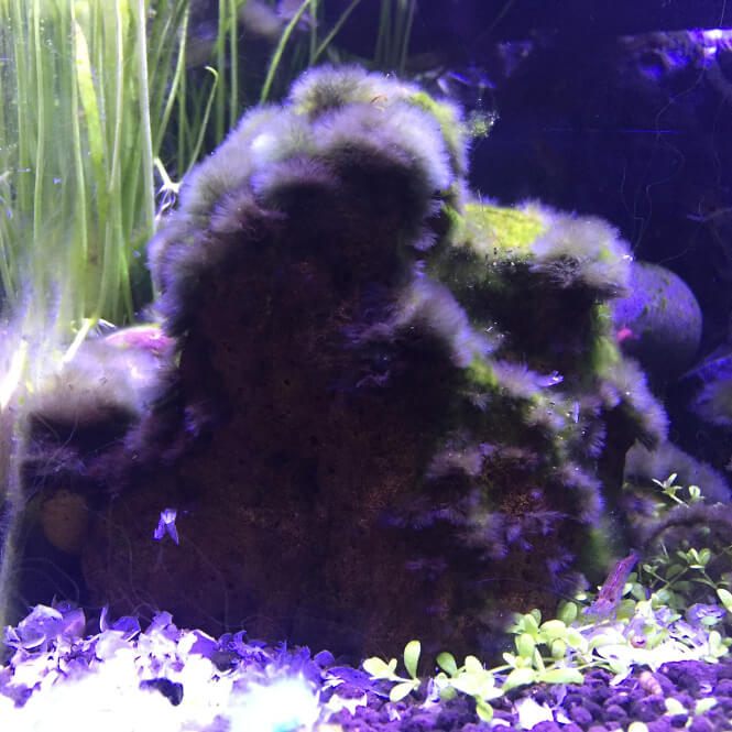 aquarium rocks completely covered by dense black algae growth