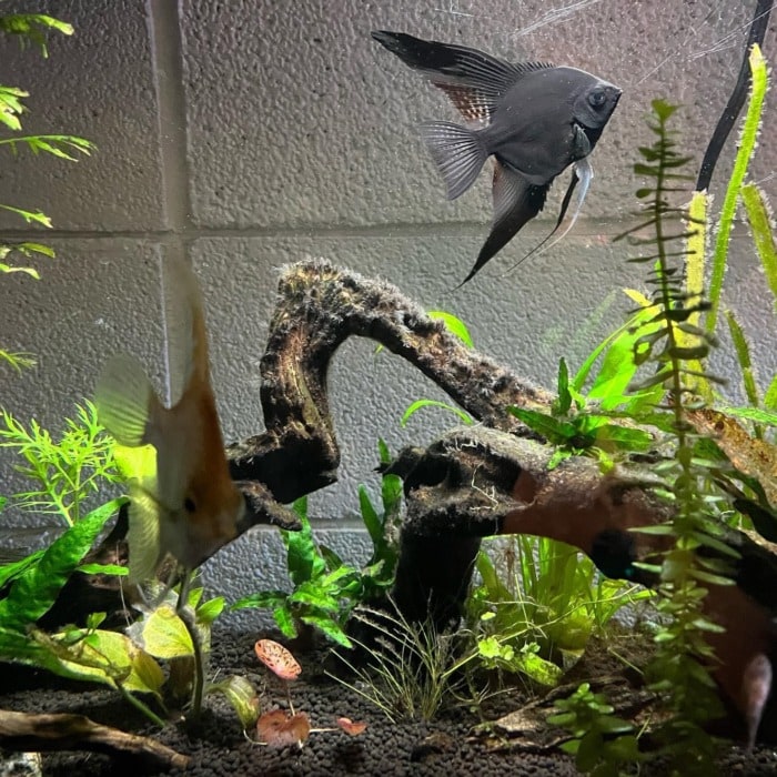 Angelfish swimming over a piece of driftwood covered with a thick layer of black hair algae