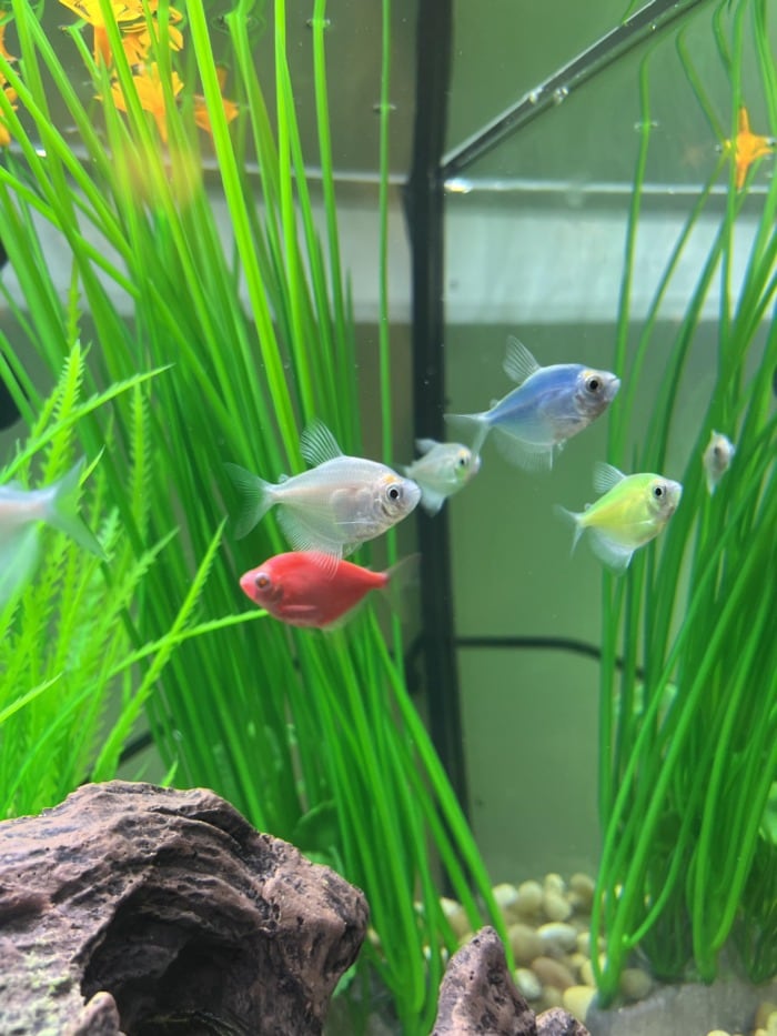 glofish