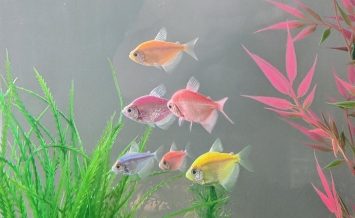 glofish