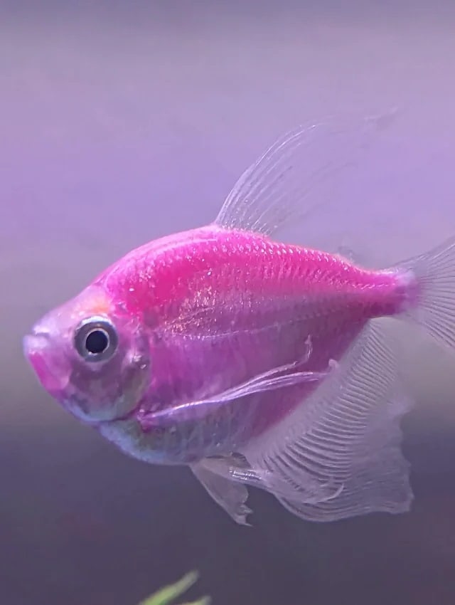close up of a pink glofish black skirt tetra