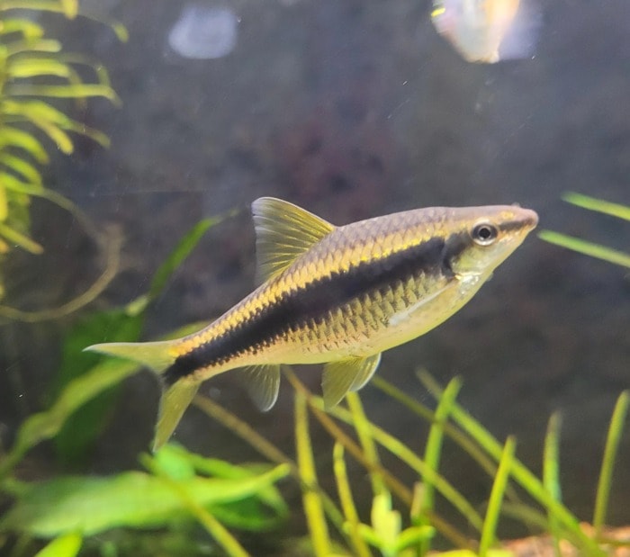 a well-fed siamese algae eater