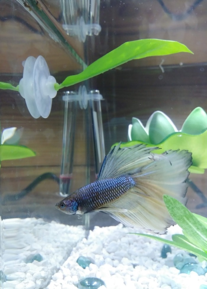 A metallic blue Betta fish swimming in a fish tank