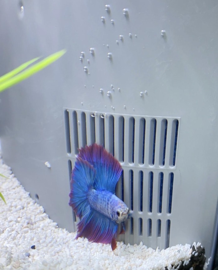 Fantail Betta fish next to the aquarium filter
