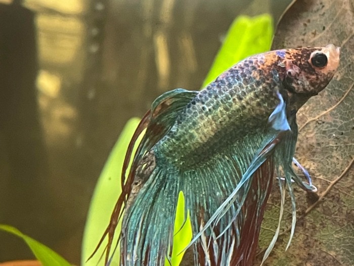 Stressed Betta fish with frayed fins and discolored body