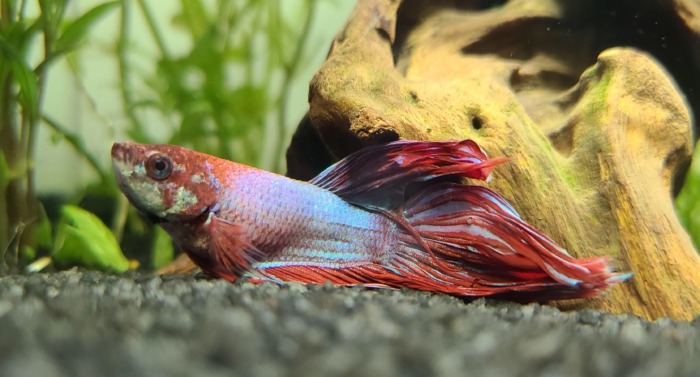 Red betta with a swollen swim bladder near a piece of driftwood