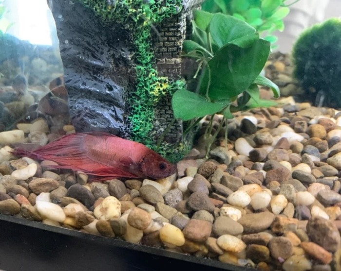 Red Betta fish laying on the bottom of a fish tank next to decoration