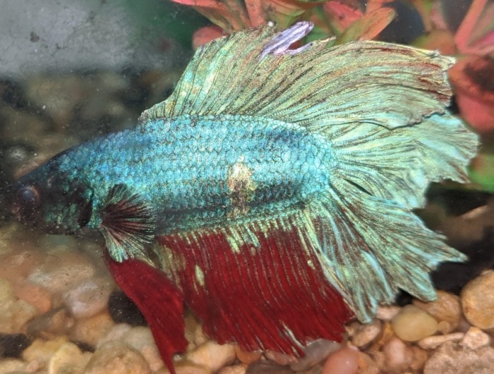 Close up of an old Betta fish