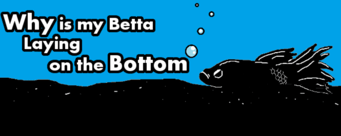 betta fish at bottom of tank header