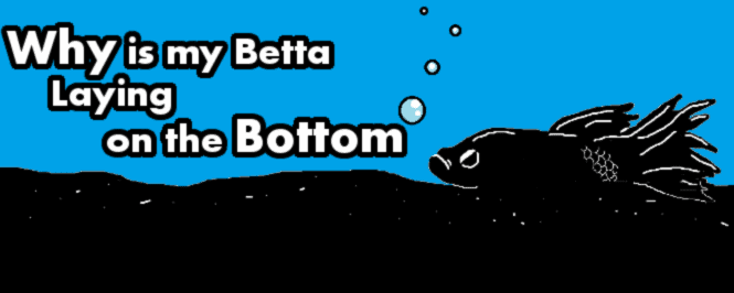 11 Reasons Why A Betta Fish Lays At The Bottom Of The Tank Aquanswers