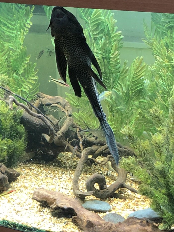 big pleco