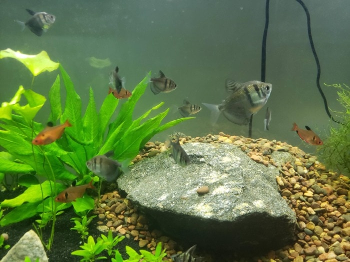 black skirt tetras