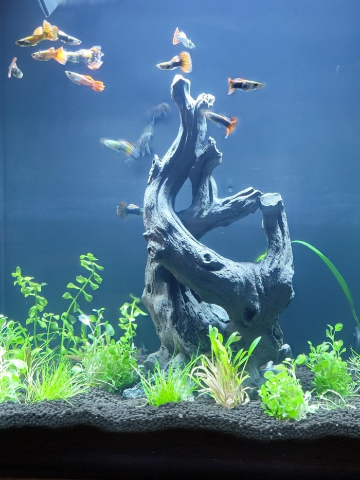 Fish Tank Driftwood Wood Natural Trunk Fish Aquarium Driftwood Fish Tank  Plant Aquarium Decoration Wood - China Root and Fish Tank Root price