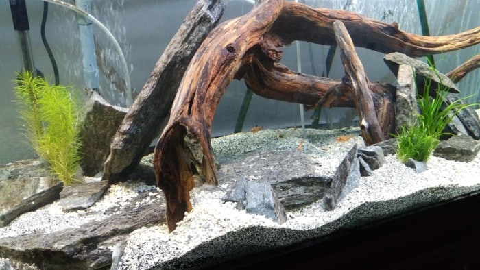 driftwood