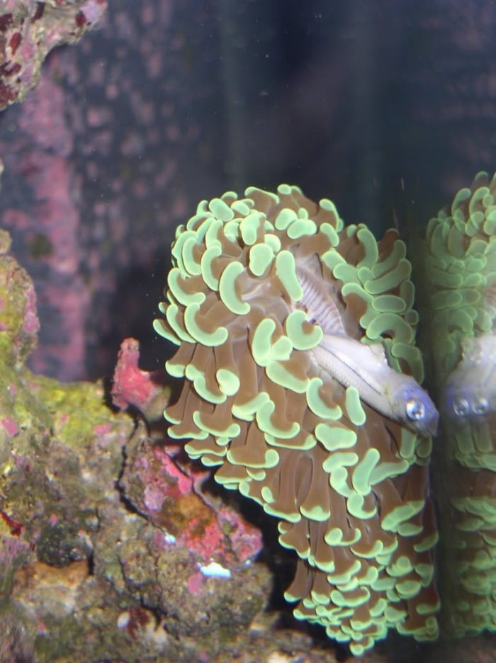 Hammer coral eating a fish