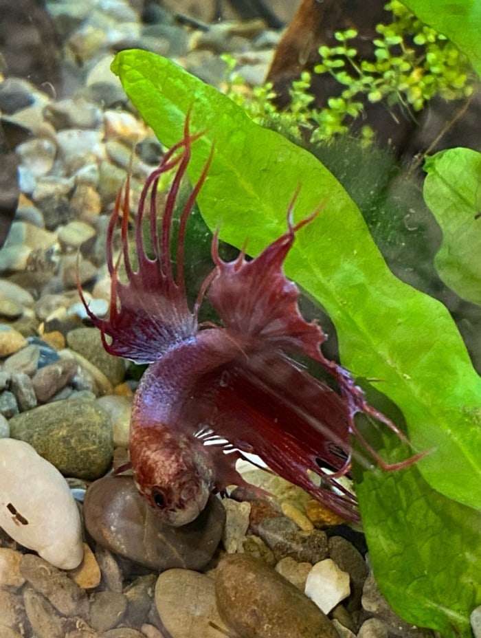 A betta fish in a curved position staying on the bottom of its tank seemingly suffering from nerv damage