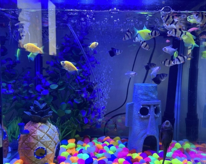 A school of Glofish Barbs