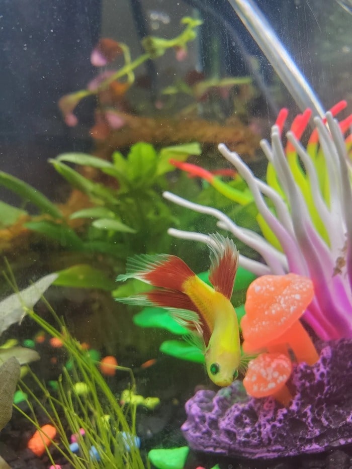A Glofish Betta in a fish tank swimming near multicolored aquarium decoration