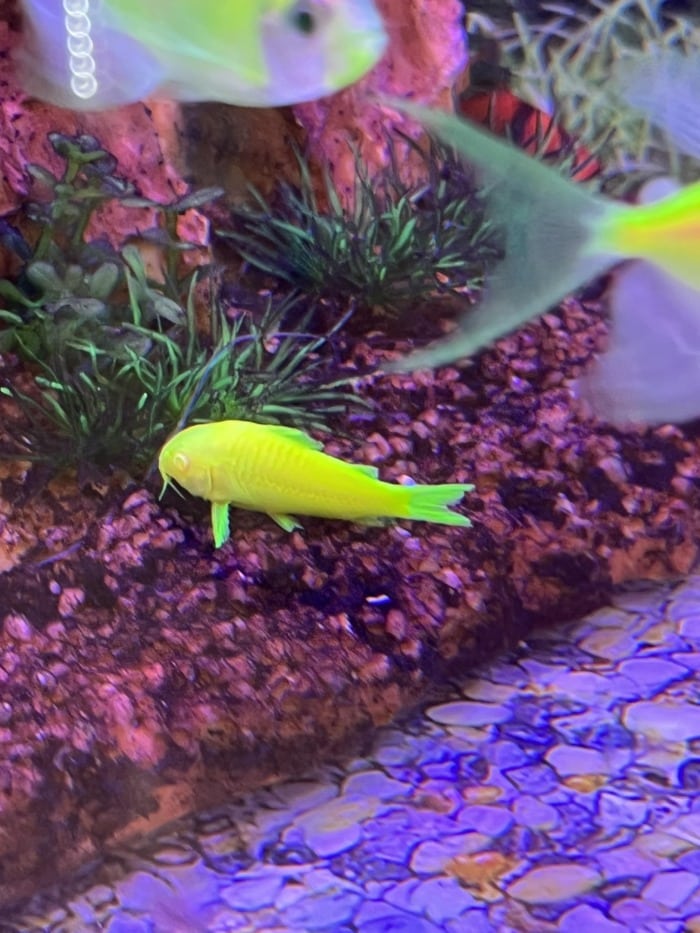 A Glofish Cory on the gravel in a community aquarium