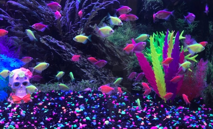 glofish schooling fish