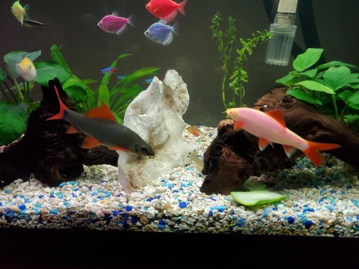 Two Glofish sharks alongside Glofish tetras