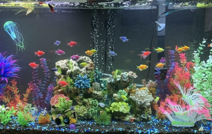 best fish tank for glofish