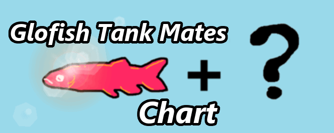 A Guide (+ Chart) to Choosing Glofish Tank Mates | Aquanswers