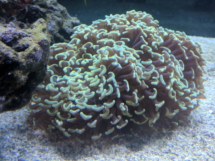 A thriving hammer coral at the bottom of a reef tank
