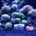 hammer with other corals