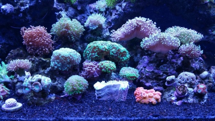 hammer with other corals