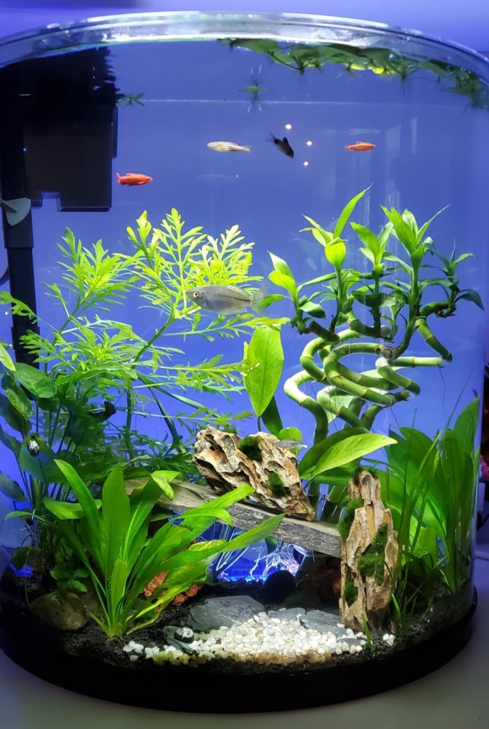 A cylindrical aquarium that has a fully submerged lucky bamboo among other aquatic plants