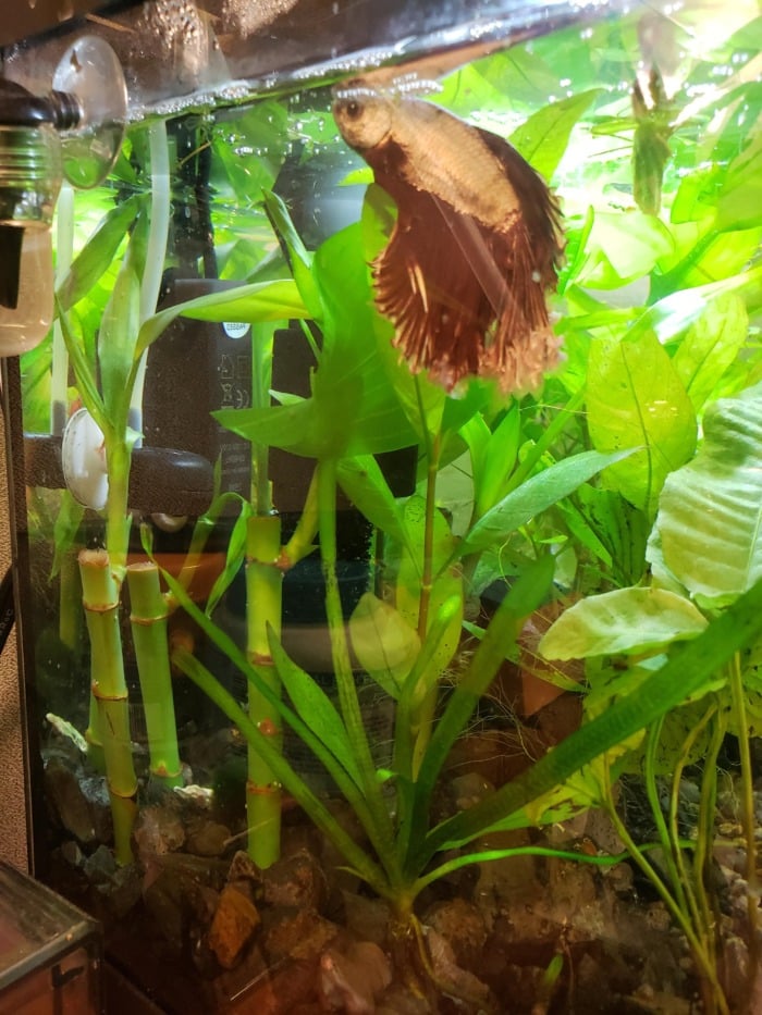 Bronze Betta fish swimming in a planted tank full of lucky bamboos