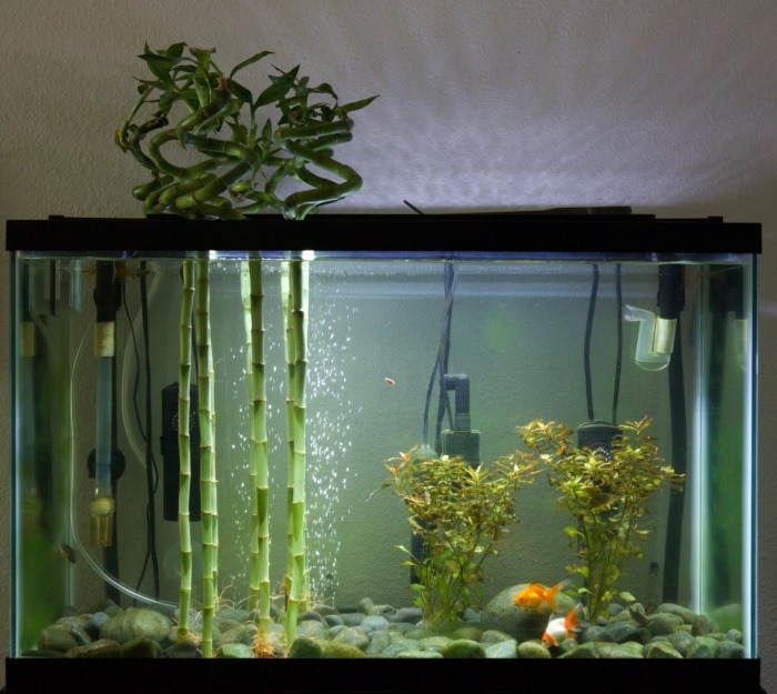 A cluster of four lucky bamboos growing in a fish tank, with their tops above the water column