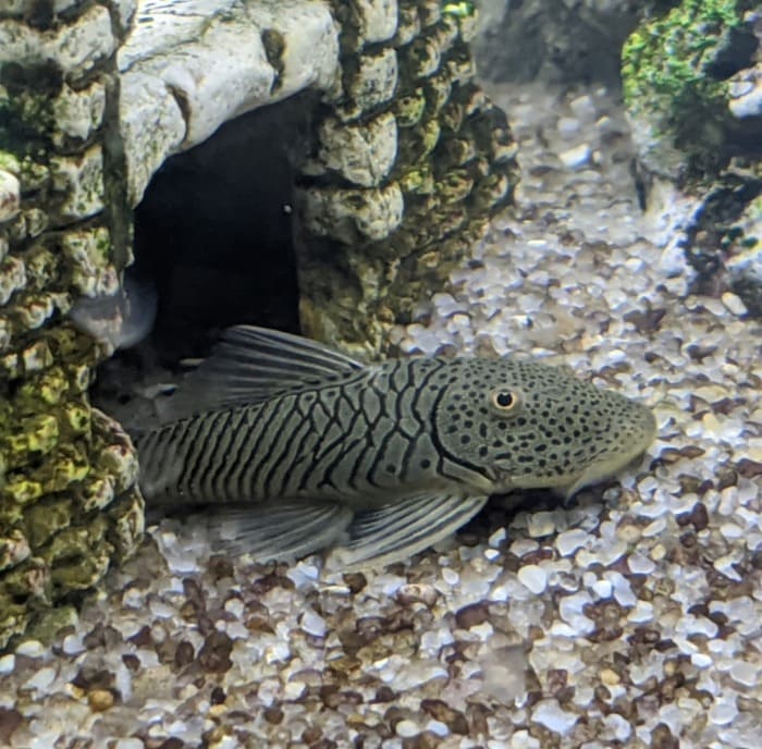 pleco