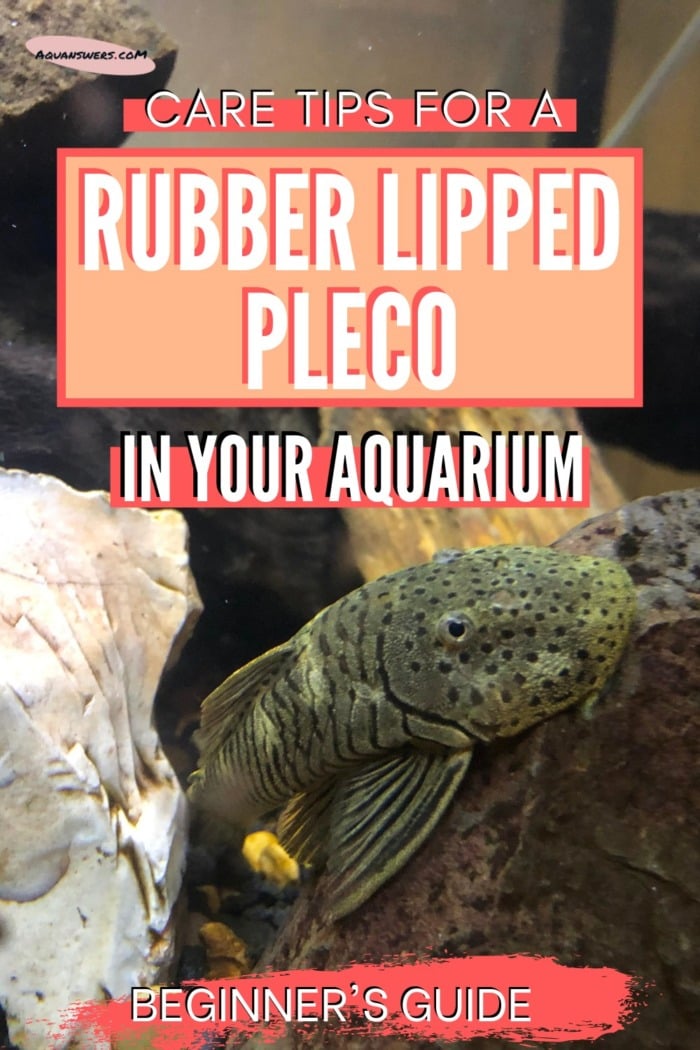 Rubber Lip Pleco Max Size