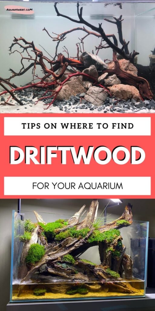 Where to Find Natural Driftwood for Your Aquarium? AquAnswers