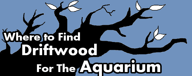 where to find driftwood aquarium header