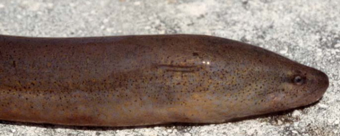 A closeup shot of the head of a large Asian Swamp Eel