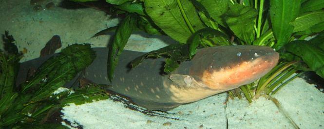 Monstrous Electric Eel waiting for prey